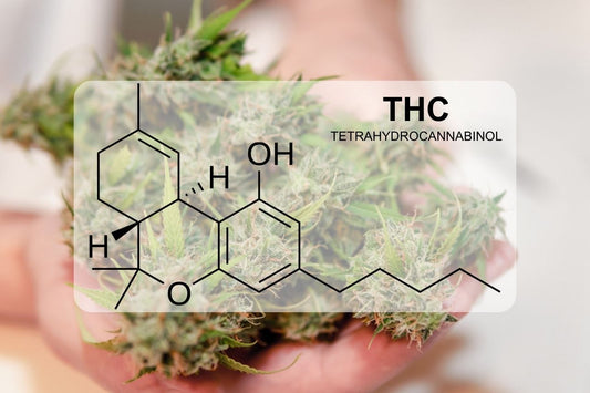 O que é o THC (Tetrahidrocanabinol)?