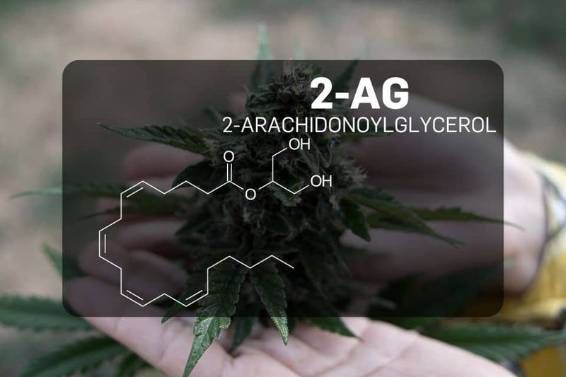 Estrutura química do 2-araquidonoilglicerol (2-AG)