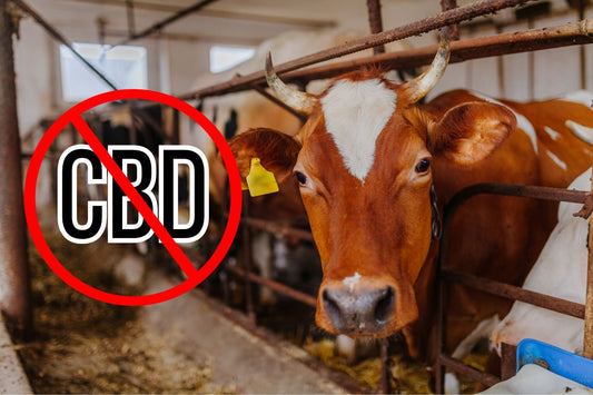  Proibição do sinal de CBD numa exploração leiteira