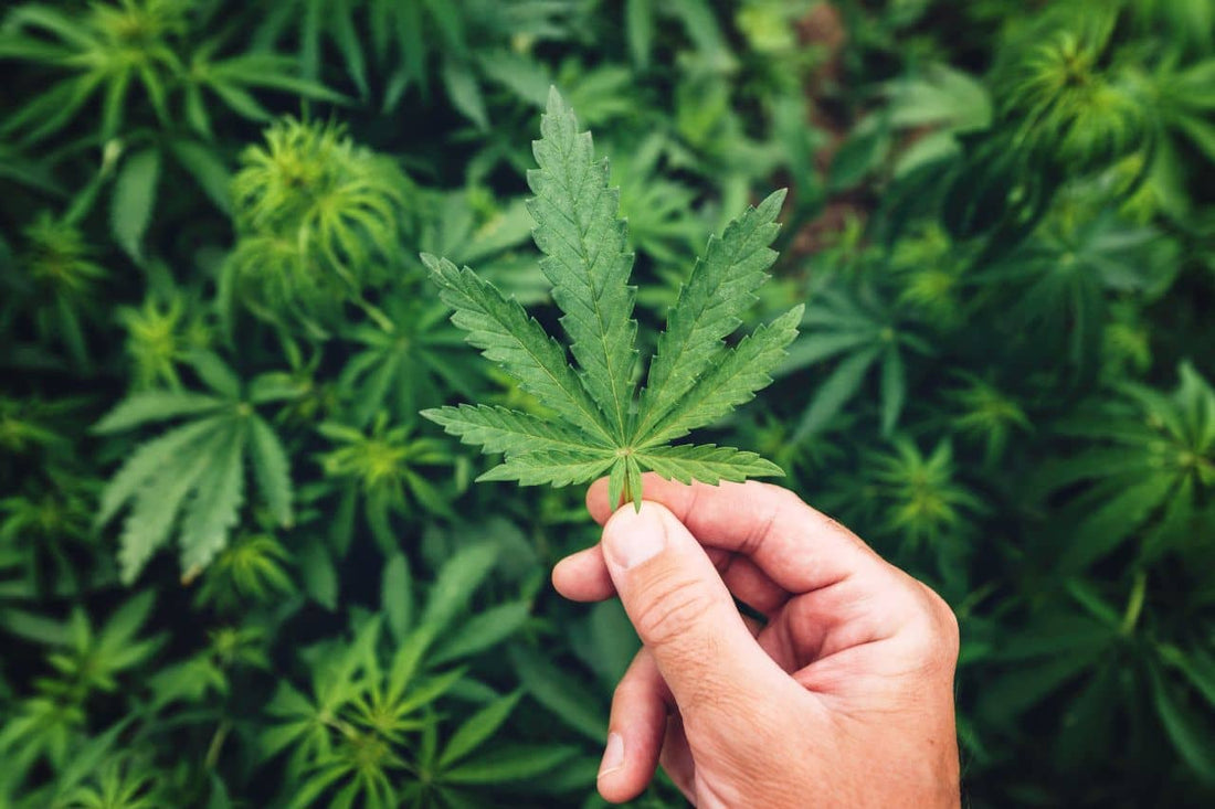 Uma mão segurando cannabis