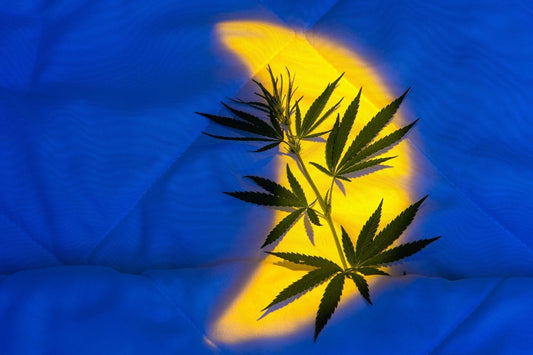 Folhas de cannabis na cama