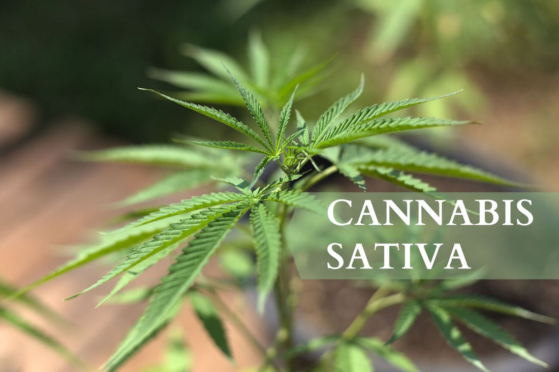 O que é a Cannabis Sativa?