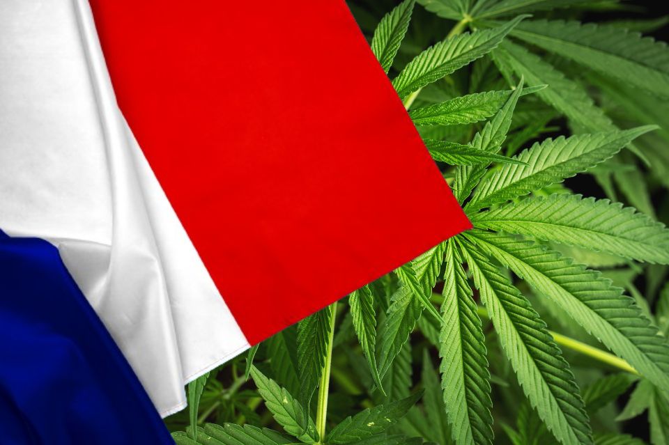 Bandeira de França em frente a folhas de canábis