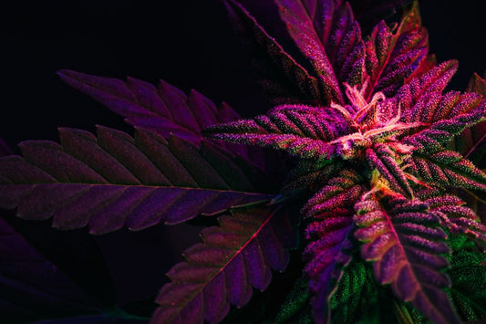 Folha de cannabis arroxeada