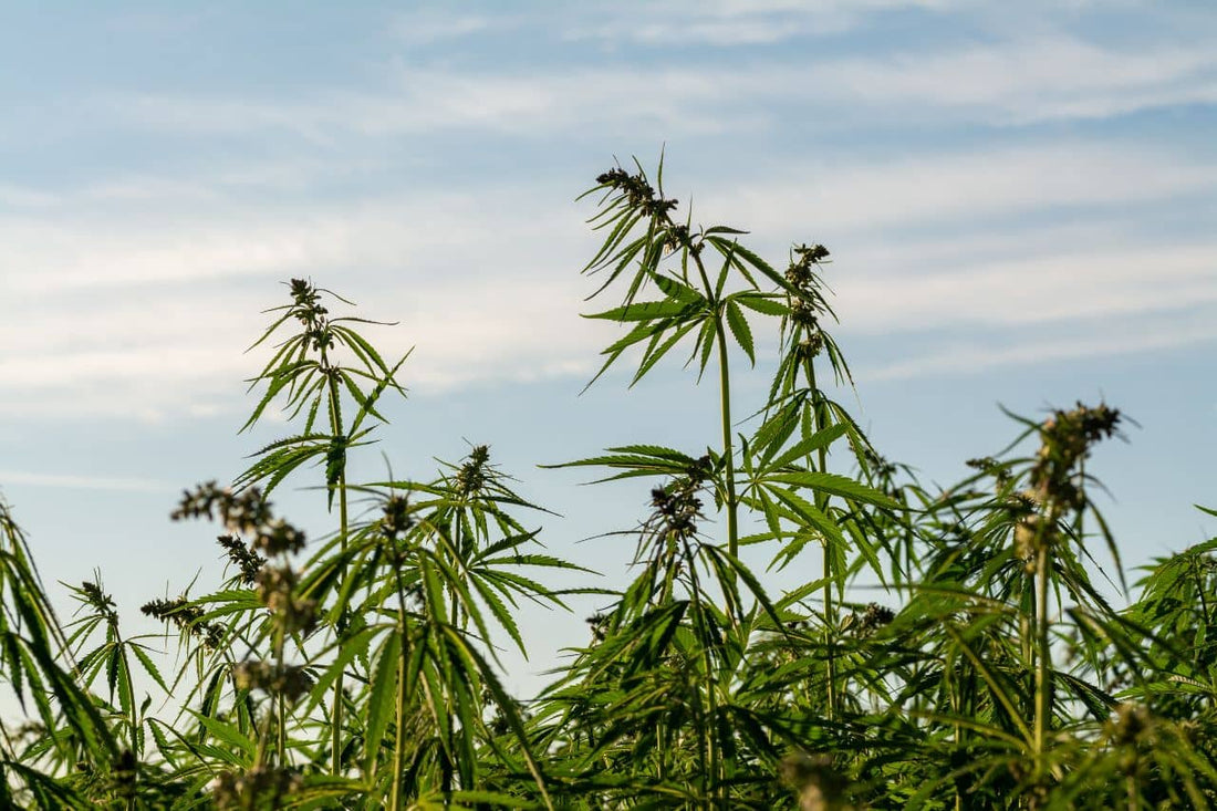 Campo de cannabis e um céu azul