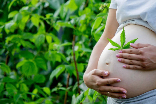 barriga de grávida com folha de cannabis