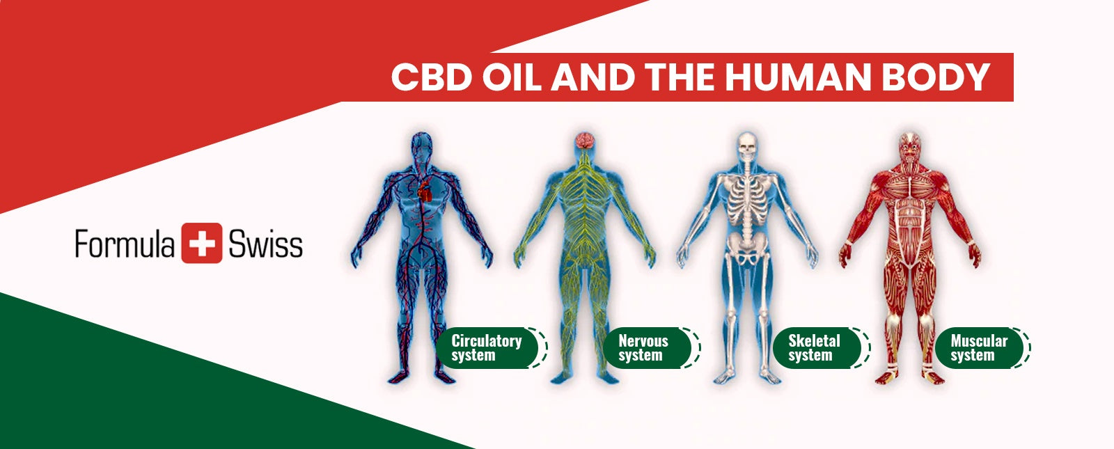 Como funciona o óleo CBD? O guia completo para entender o CBD no corpo humano