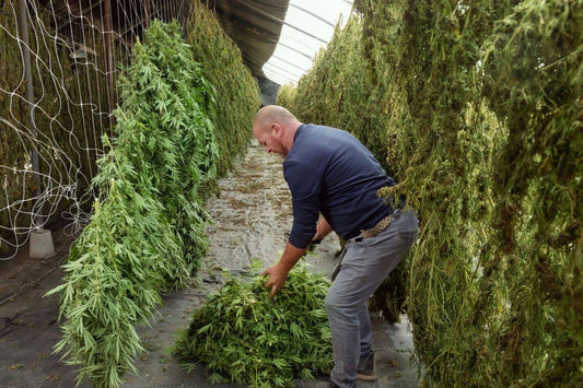 Homem segurando cannabis