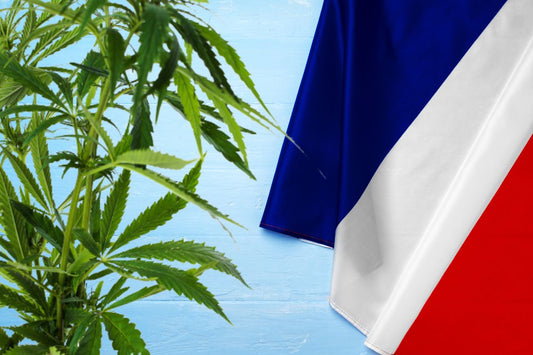 planta de cannabis e bandeira de França