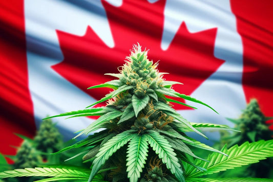 Planta de canábis em frente à bandeira canadiana