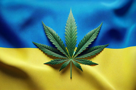 Bandeira da Ucrânia e folha de canábis