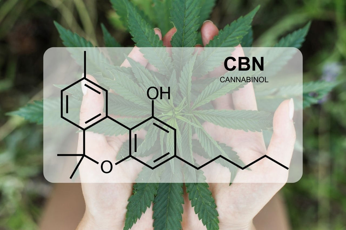 O que é o CBN (canabinol)?
