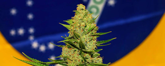 Os nossos produtos são aprovados como cannabis medicinal no Brasil pela ANVISA