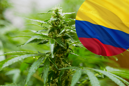 Regulamentos de Exportação de Cannabis da Colômbia