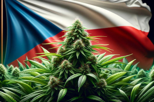 Planta de cannabis e bandeira da República Checa