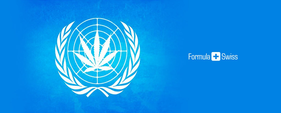 Painel da ONU lança primeira revisão oficial sobre marijuana