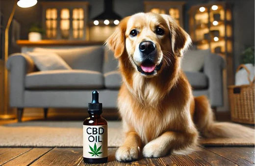 Cão e um frasco de óleo CBD