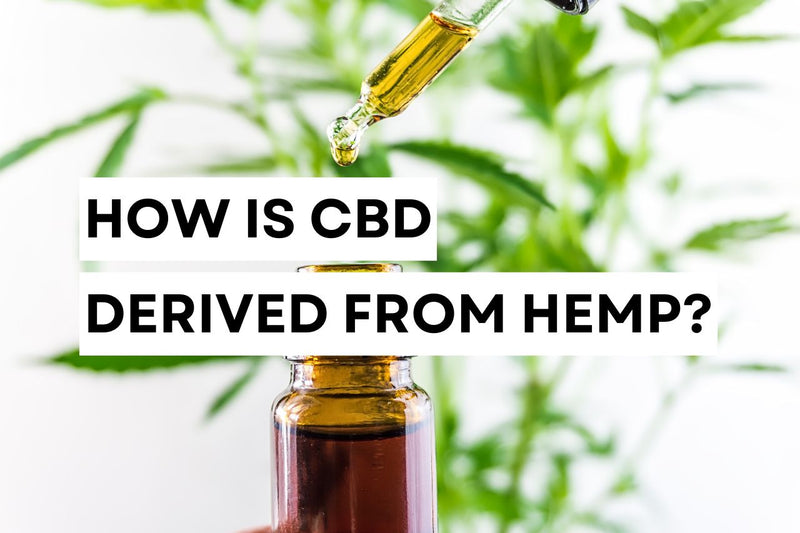 Como se obtém o CBD a partir do cânhamo?