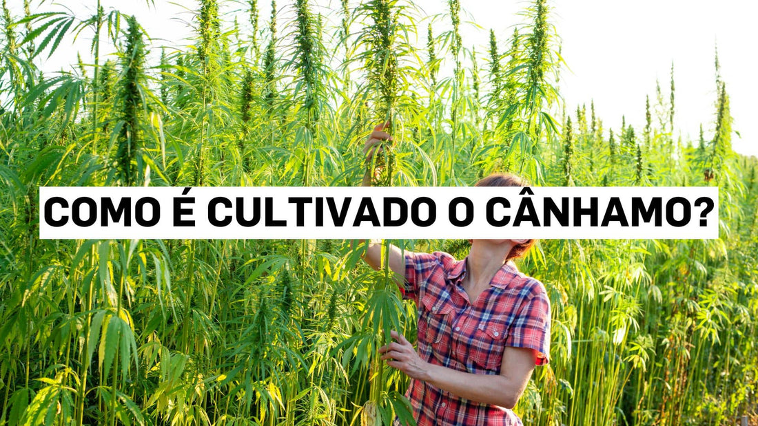 Como é cultivado o cânhamo?