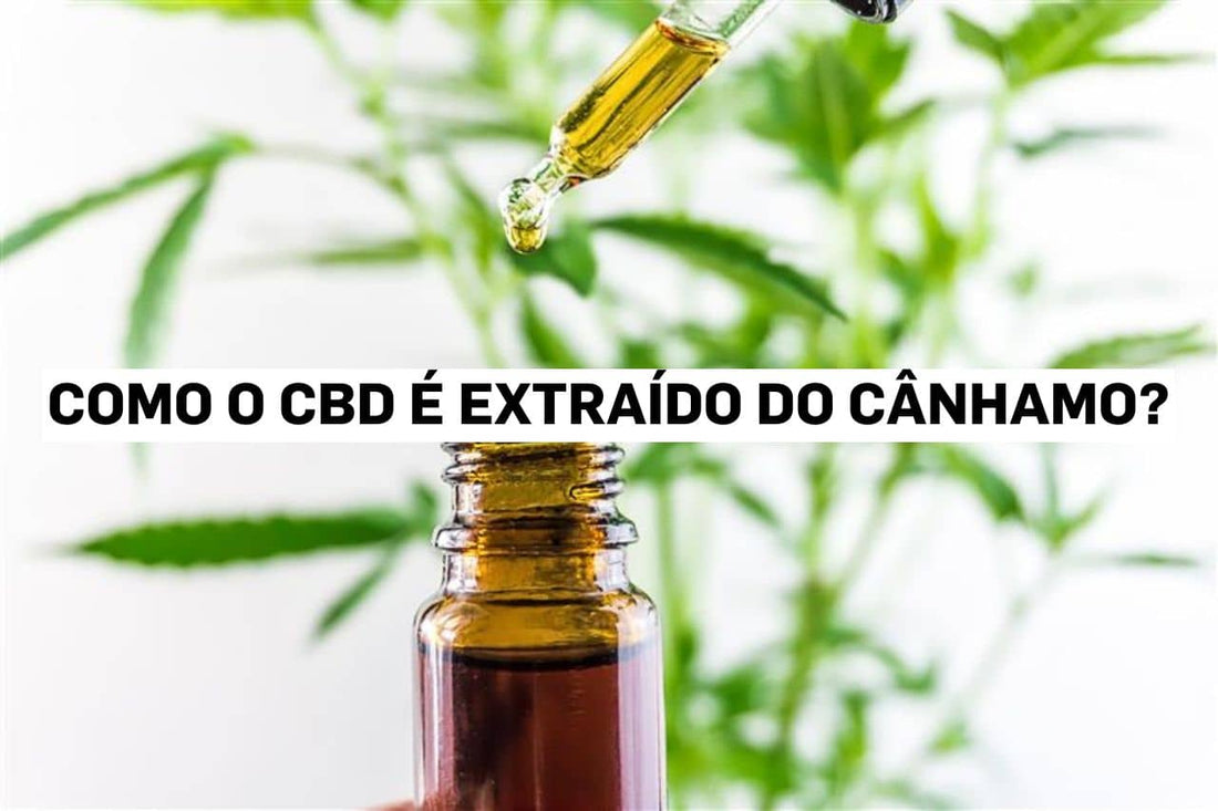 Como o CBD é extraído do cânhamo?