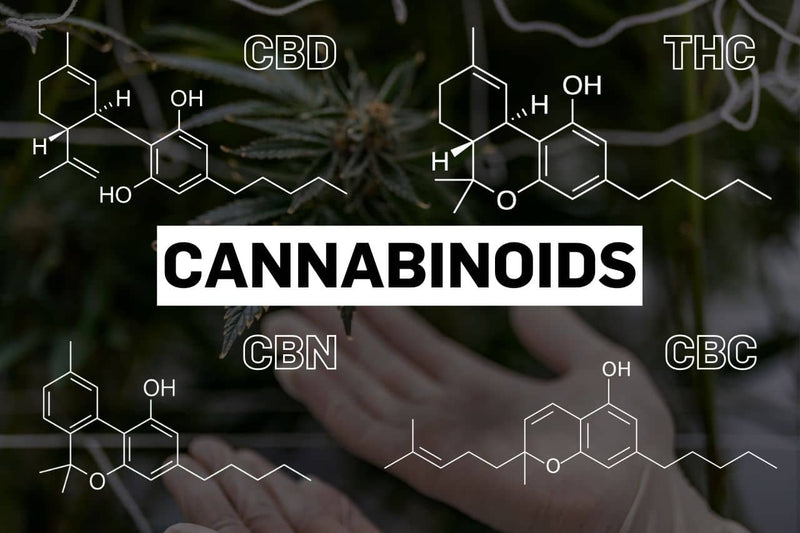 Estruturas químicas de vários canabinoides, incluindo CBD, THC, CBN e CBC.