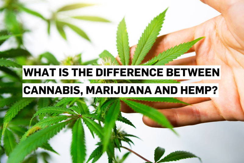 Qual é a diferença entre canábis, marijuana e cânhamo?