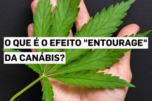 O que é o efeito "entourage" da canábis?