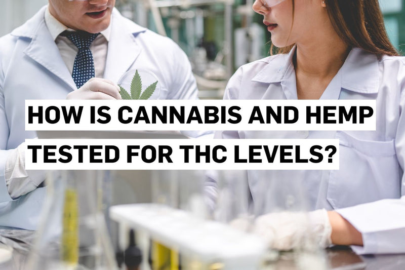 Como se testam os níveis de THC na canábis e no cânhamo?