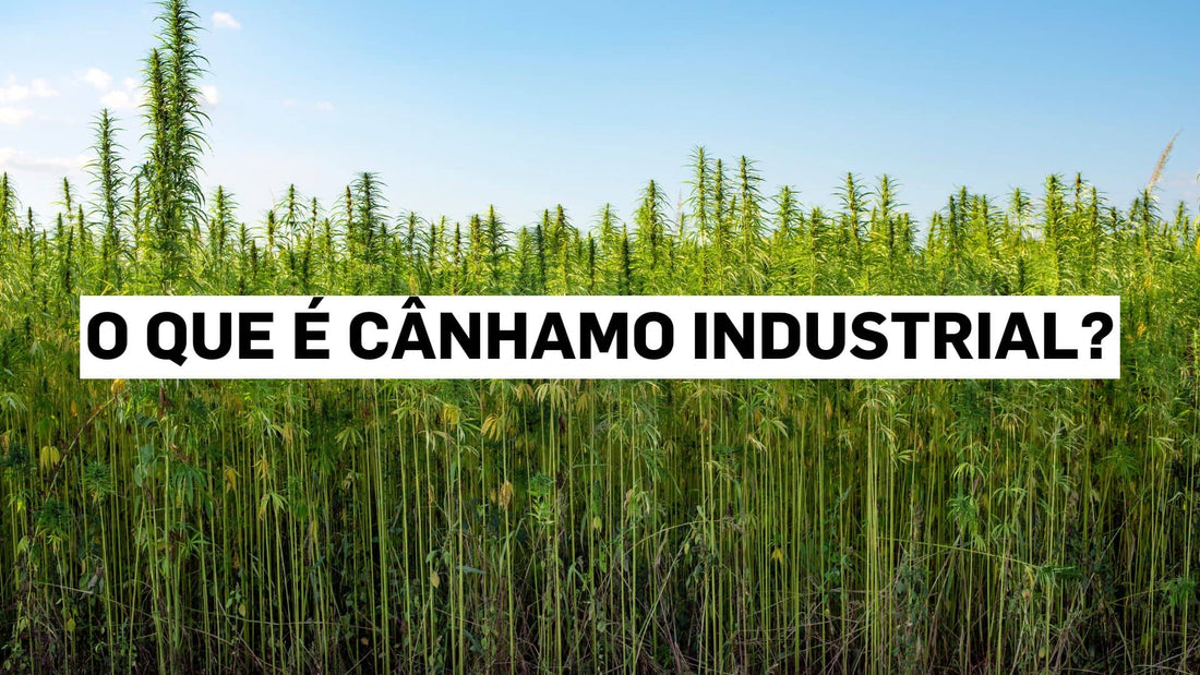 O que é cânhamo industrial?