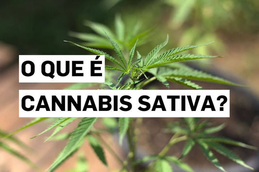 O que é Cannabis sativa?