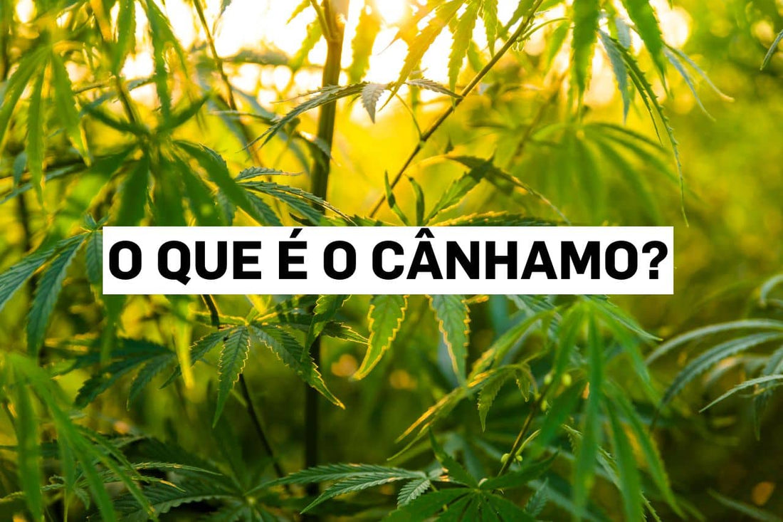 O que é o cânhamo?