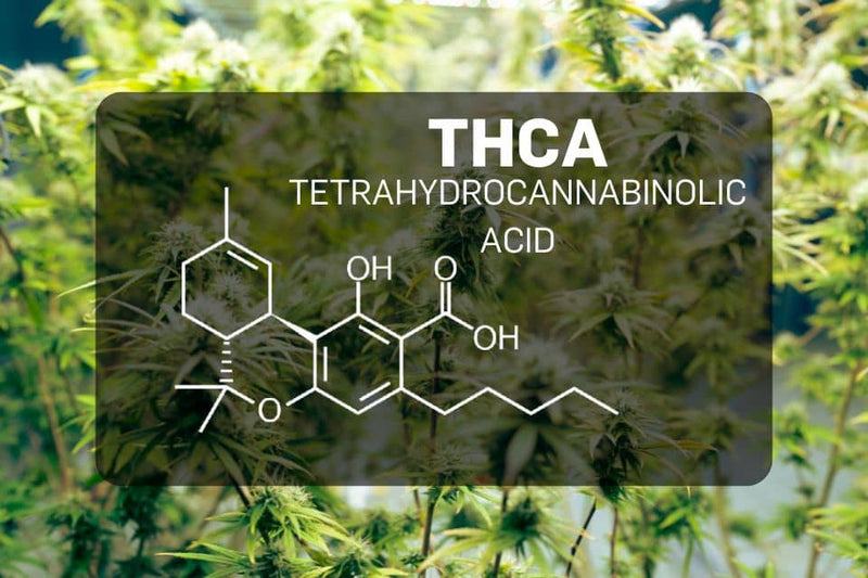 Estrutura química do THCA sobre um fundo de canábis