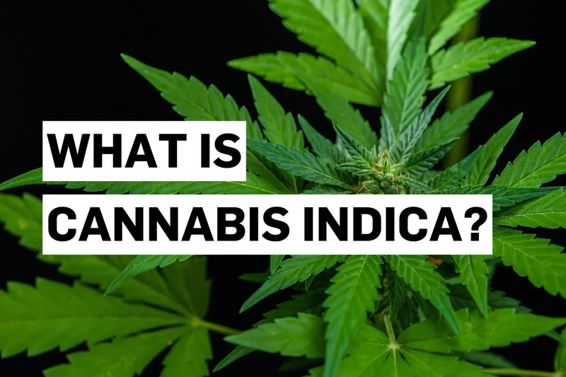 O que é a cannabis indica?