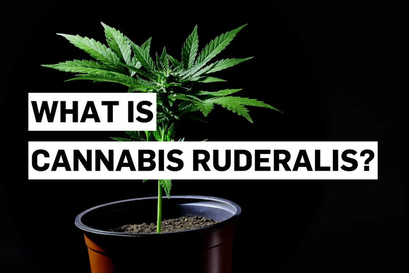 O que é a Cannabis ruderalis?