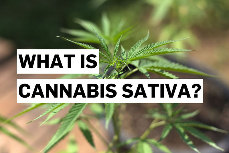 O que é a cannabis sativa?