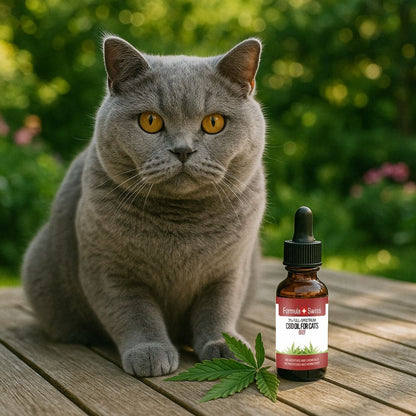 Óleo CBD para gatos carne bovina