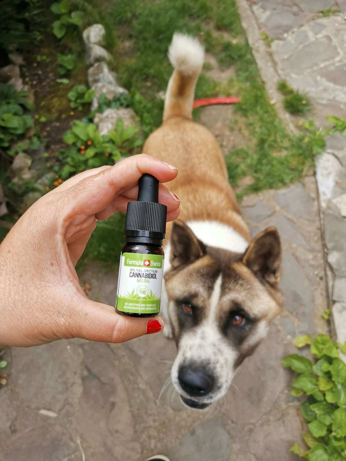 Pessoa com um frasco: óleo de CBD em óleo MCT natural (Formula Swiss)