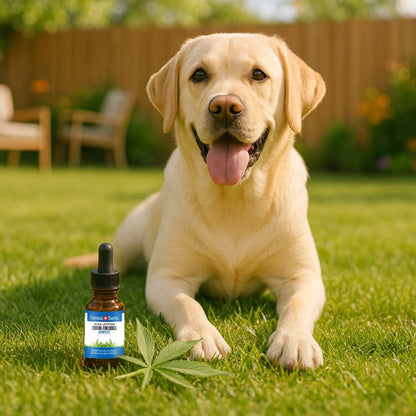 Oleo CBD para caes semente de canhamo